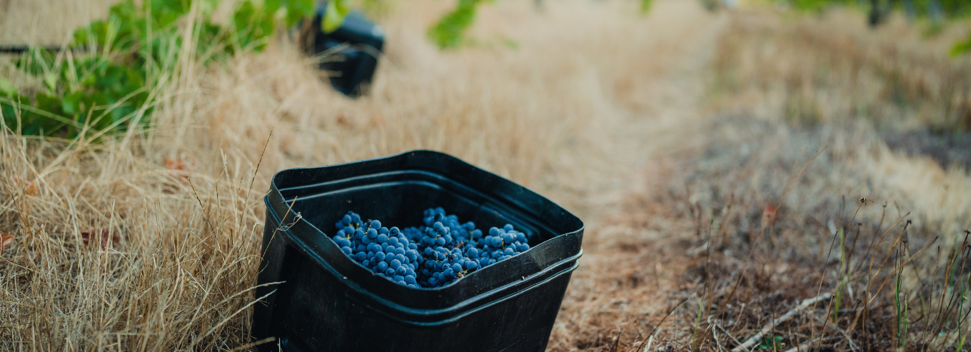 Harvested grapes at Fermoy Estate